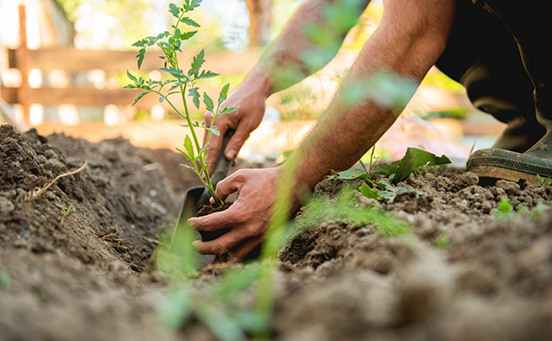 Closeup of plant being placed in dirt