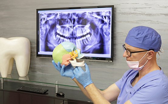 Dentist looking at model of skull